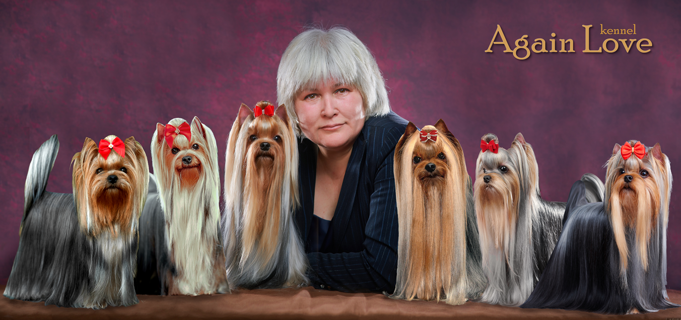 Again Love &mdash; Labaza DogPedigree YorkshireTerrier